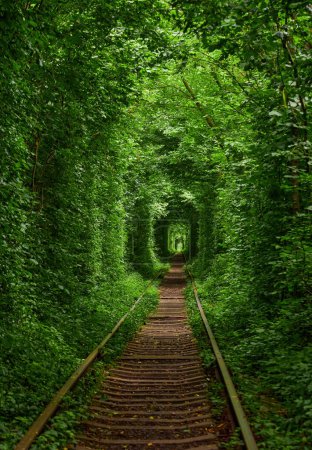 Téléchargez les photos : Un chemin de fer dans le tunnel d'amour de la forêt printanière - en image libre de droit