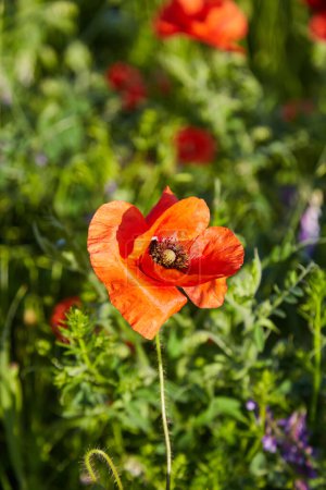Téléchargez les photos : Prairie avec de belles fleurs de pavot rouge vif au printemps - en image libre de droit