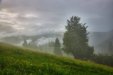 Foto de Prado de montaña en la luz de la mañana. paisaje de primavera con el valle en la niebla detrás del bosque en la colina cubierta de hierba. nubes esponjosas en un cielo azul brillante. naturaleza frescura concepto - Imagen libre de derechos