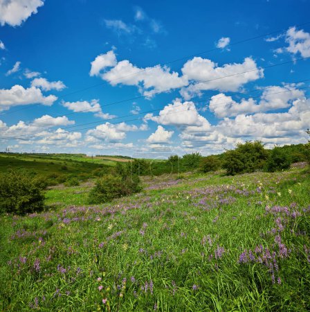 Téléchargez les photos : Beau champ de prairie avec herbe fraîche et fleurs de pissenlit jaune dans la nature contre un ciel bleu flou avec des nuages. Printemps d'été paysage naturel. - en image libre de droit