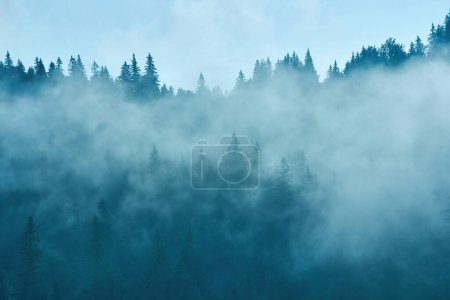 Krajobraz z mgłą w górach i rzędach drzew