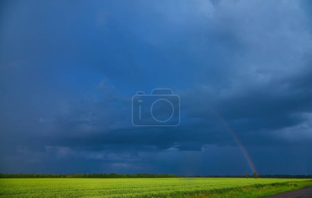 Téléchargez les photos : Gloomy storm clouds over a wheat field, rainy summer - en image libre de droit
