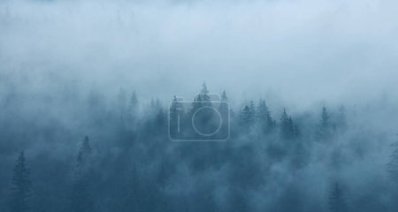 Téléchargez les photos : Paysage avec brouillard dans les montagnes et les rangées d'arbres - en image libre de droit