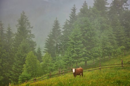Téléchargez les photos : Cows graze in a meadow in the fog, Carpathian cows in Ukraine, mountain cows graze in the fog with a bell. - en image libre de droit
