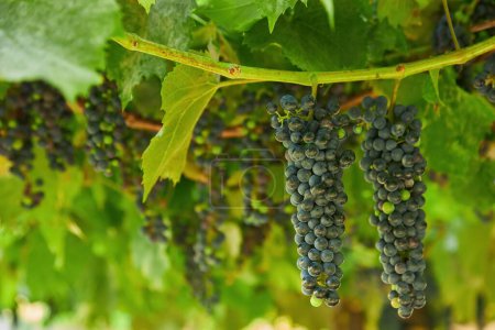 Téléchargez les photos : Gros plan de grappes de raisins rouges mûrs sur la vigne, mise au point sélective. - en image libre de droit