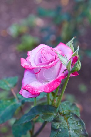 Téléchargez les photos : Belle rose rose avec des gouttelettes d'eau après la pluie dans le jardin - en image libre de droit