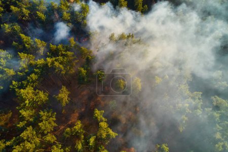 Foto de Burning forest with fire and smoke. Forest fire, aerial top view from drone - Imagen libre de derechos