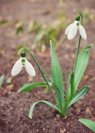 Foto de Snowdrop or common snowdrop Galanthus nivalis flower in the forest with warm sunshine at springtime. The first flowers of the Spring season are blooming - Imagen libre de derechos