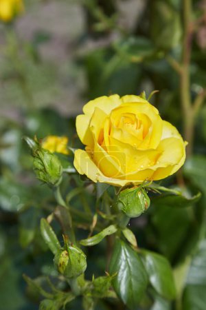 Foto de Hermosas rosas amarillas con gotas de rocío, condición después de regar las flores en el jardín, después de la lluvia, cubierta de postal saludos fondo, hojas verdes en el arbusto - Imagen libre de derechos