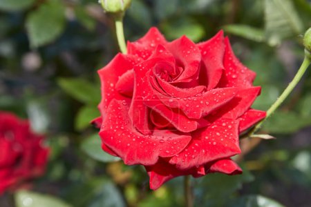 Téléchargez les photos : Belles roses dans le jardin, roses pour la Saint Valentin. - en image libre de droit