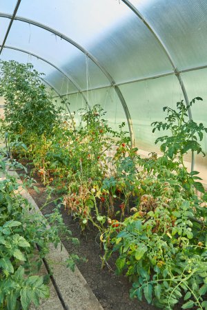 Foto de Planta de tomate madura creciendo en invernadero. Sabrosos tomates rojos reliquia - Imagen libre de derechos