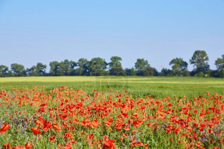 Téléchargez les photos : Fleurs de pavot rouge sauvage. grand champ de pavot, belles fleurs. - en image libre de droit