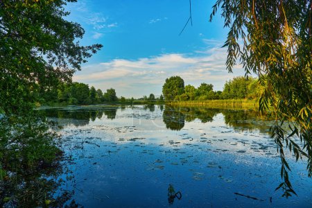 Foto de Hermosa vista del lago en tiempo sin viento con cañas verdes en día nublado en verano - Imagen libre de derechos