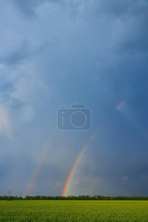 Foto de Doble arco iris de colores brillantes en frente de nubes sombrías ominosas sobre un campo agrícola plantado con trigo iluminado por el sol durante una noche de verano ventosa - Imagen libre de derechos