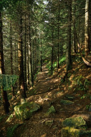 Foto de Sendero en un oscuro bosque de pinos en las laderas de la montaña. Cárpatos, Ucrania, Europa. Mundo de belleza. Filtro Vintage - Imagen libre de derechos