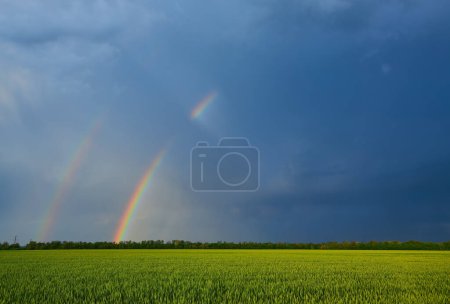 Téléchargez les photos : Double arc-en-ciel lumineux et coloré devant des nuages sombres et menaçants au-dessus d'un champ agricole planté de blé ensoleillé lors d'une soirée d'été venteuse - en image libre de droit