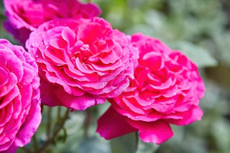 Téléchargez les photos : Gros plan de belles roses de jardin rouges classiques - en image libre de droit