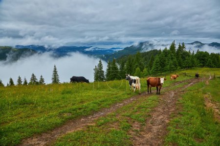 Foto de Vaca pastando en verdes montañas con niebla - Imagen libre de derechos