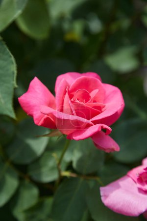 Téléchargez les photos : Closeup of pink rose bush with green background - en image libre de droit