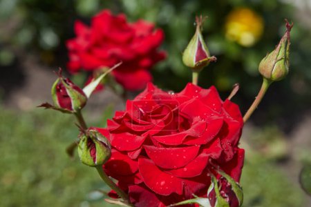 Foto de Red roses bloom in the summer in the country garden - Imagen libre de derechos