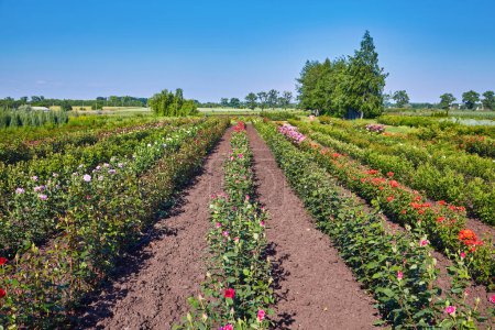 Téléchargez les photos : Un champ de roses sur une roseraie à la campagne - en image libre de droit
