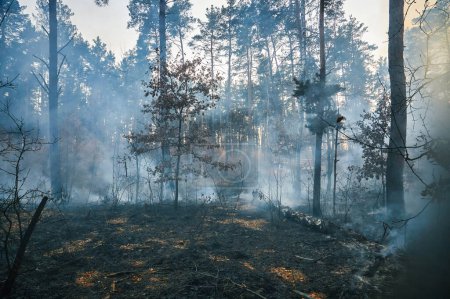 Téléchargez les photos : Un feu de forêt. arbre tombé est brûlé à terre beaucoup de fumée lorsque le feu de forêt - en image libre de droit