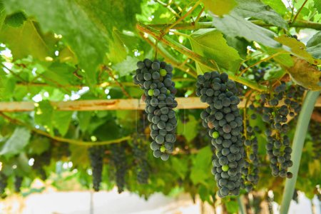 Foto de Primer plano de racimos de uvas tintas maduras en vid, enfoque selectivo. - Imagen libre de derechos