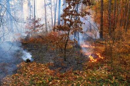 Téléchargez les photos : Brûlage des feux de forêt, feux de forêt ferment le jour - en image libre de droit