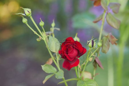 Photo for Red roses bloom in the summer in the country garden - Royalty Free Image