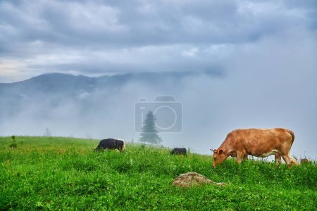 Téléchargez les photos : Pâturage de vaches dans les montagnes verdoyantes avec brouillard - en image libre de droit