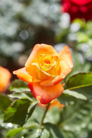 Téléchargez les photos : Roses oranges magnifiquement fleuries dans la verdure du parc avec des gouttes de pluie sur les fleurs. - en image libre de droit