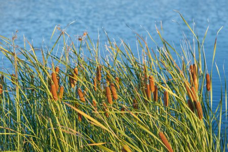 Photo for Green reeds on the lake, close up. These Large Reeds are sometimes Called Bulrushes. - Royalty Free Image