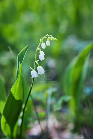 Foto de The green glade of lily of the valley flowers in the spring forest. White may-lily flower on clearing in the woods among the green leaves. - Imagen libre de derechos