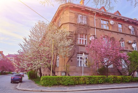 Téléchargez les photos : Blooming sakura trees on the city streets in Uzhhorod, Ukraine. Colorful sakura flowers on the trees. Springtime cityscape - en image libre de droit