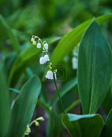 Foto de Lirios del valle hermosas flores blancas en el bosque - Imagen libre de derechos