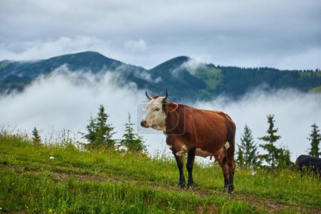 Foto de Cows graze in a meadow in the fog, Carpathian cows in Ukraine, mountain cows graze in the fog with a bell. - Imagen libre de derechos