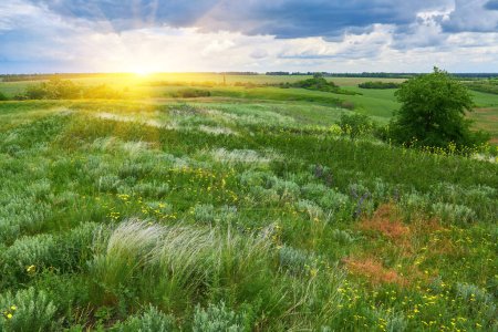 Foto de Green earth, fields of Ukraine, grains sky, green grass - Imagen libre de derechos
