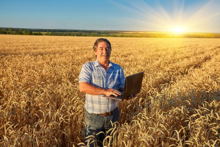 Photo for Farmer standing in a wheat field, looking at the crop - Royalty Free Image