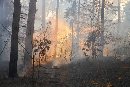 Photo for Forest fire. fallen tree is burned to the ground a lot of smoke when wildfire - Royalty Free Image