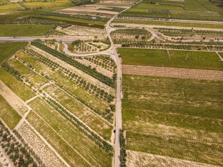 Téléchargez les photos : Vue aérienne d'une plantation de vignes en fin d'après-midi en Europe. Drone shot - en image libre de droit