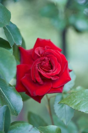 Foto de Primer plano de hermosas rosas rojas clásicas del jardín - Imagen libre de derechos