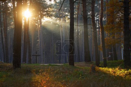 Téléchargez les photos : Paysage d'automne chaud dans une forêt, avec le soleil projetant de beaux rayons de lumière à travers la brume et les arbres - en image libre de droit