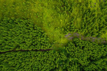 Téléchargez les photos : Forêt de conifères d'en haut. Plantation d'épinettes. Vue aérienne du haut vers le bas. Fond vue sur la forêt d'en haut, forêt verte texture nature - en image libre de droit