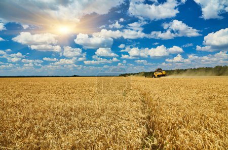 Foto de Combine harvester working on a wheat field. Seasonal harvesting the wheat. Agriculture. - Imagen libre de derechos