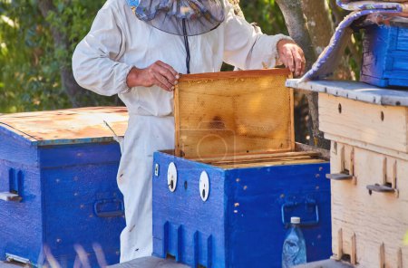 Téléchargez les photos : Beekeeper working on apiary in nice sunny day with honey frames in evidence. The concept of the beekeeper. A man works in his apiary farm. Bee business - en image libre de droit