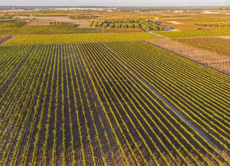 Téléchargez les photos : Vue sur un vignoble avec des raisins mûrs dans un pays méditerranéen au coucher du soleil. Vue panoramique de la vallée de la plantation de raisins en été vue aérienne. - en image libre de droit