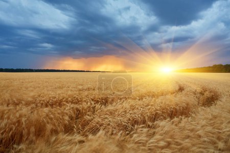 Photo for Dark thunderclouds over a wheat field at sunset. The beginning of a hurricane - Royalty Free Image