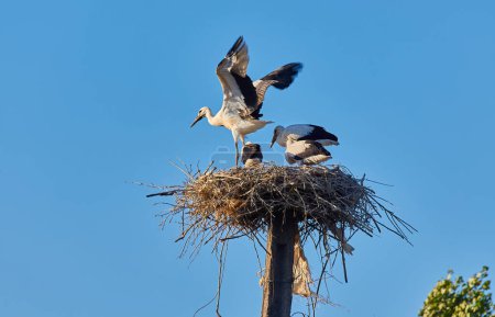 Foto de Cigüeñas y gorriones en el paisaje del nido de cigüeñas - Imagen libre de derechos