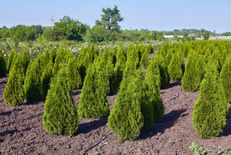 Photo for Thuja occidentalis in garden center. Plant nursery. - Royalty Free Image