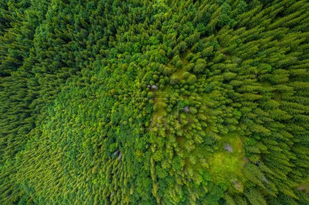 Foto de Las copas de los pinos vistas desde un dron. Vista del bosque de fondo desde arriba, textura de la naturaleza del bosque verde - Imagen libre de derechos